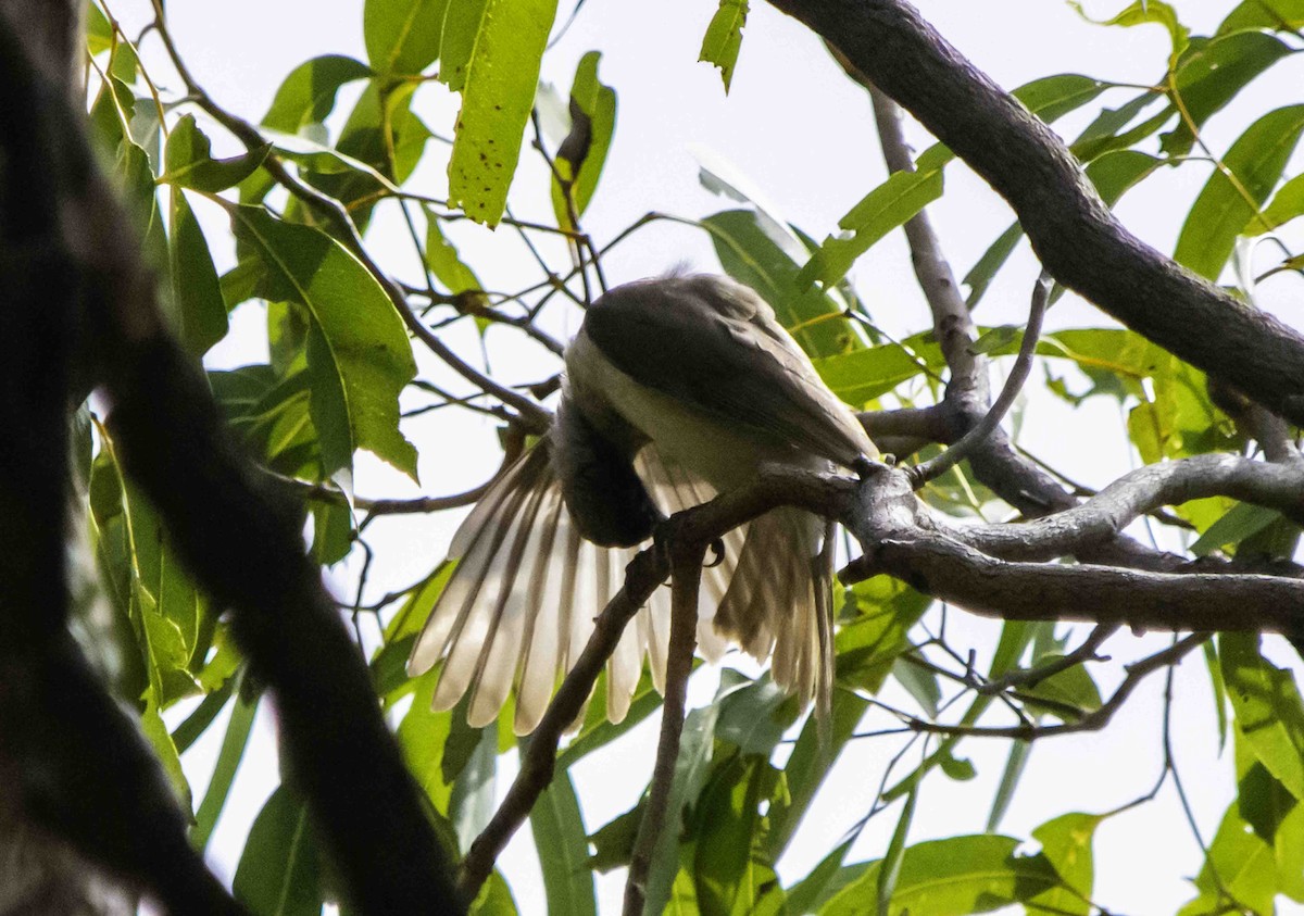 Little Friarbird - ML617297666