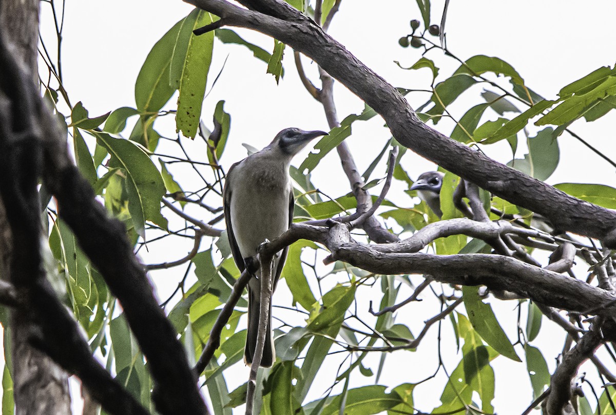 Little Friarbird - ML617297681