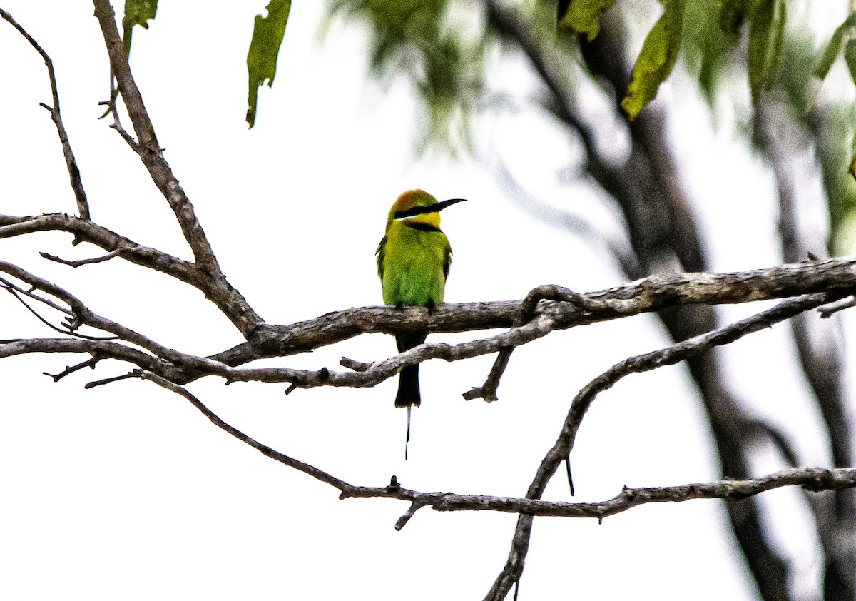 Rainbow Bee-eater - ML617297686