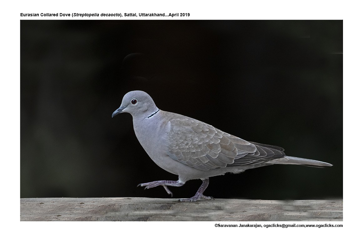 Eurasian Collared-Dove - ML617297688