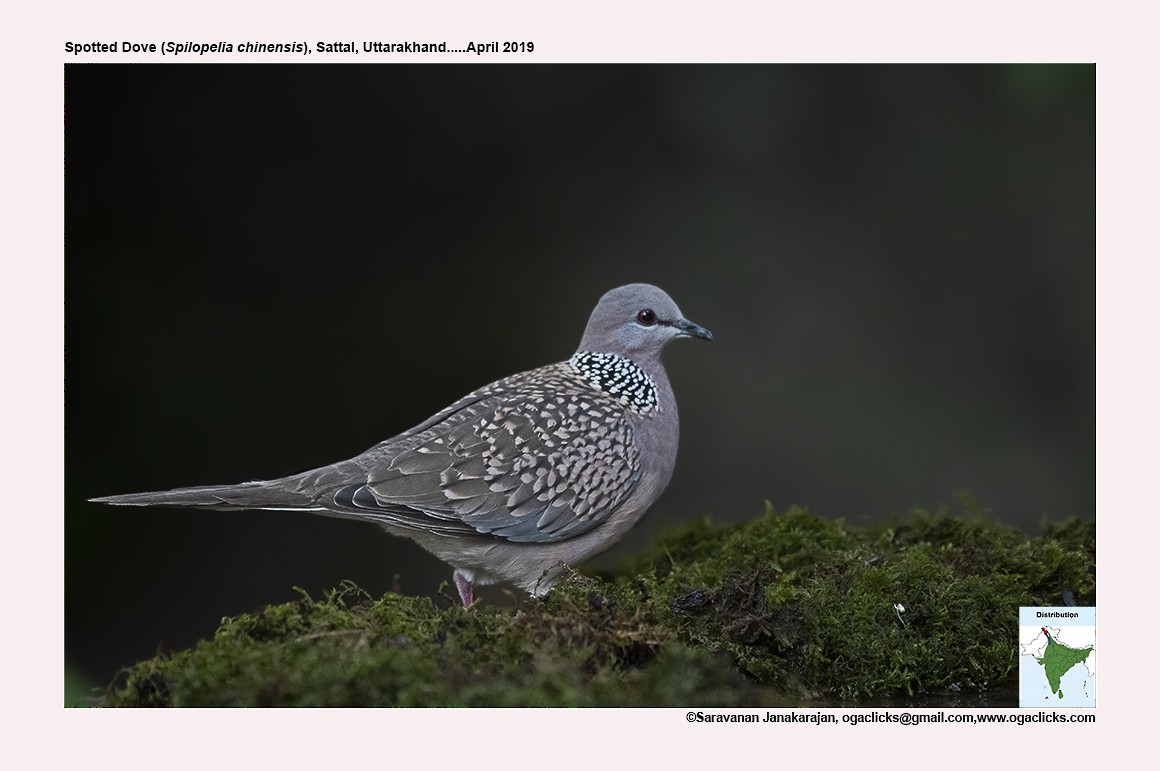 Spotted Dove - ML617297689