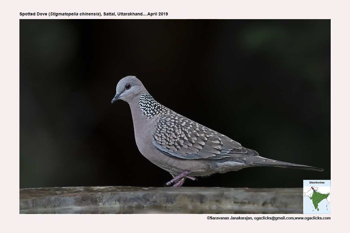 Spotted Dove - ML617297690