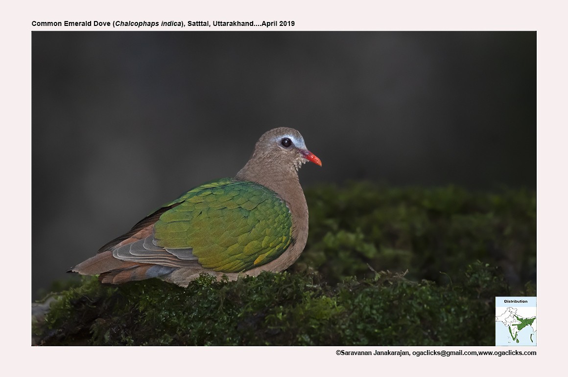 Asian Emerald Dove - ML617297691