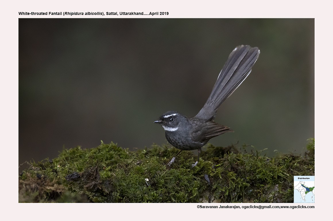 White-throated Fantail - ML617297693