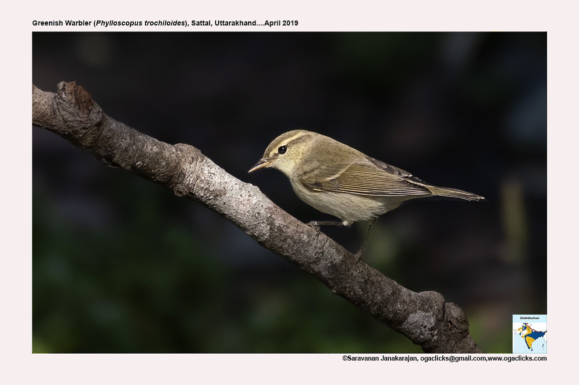 Greenish Warbler - Saravanan Janakarajan