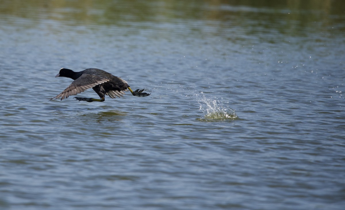 Eurasian Coot - ML617297708