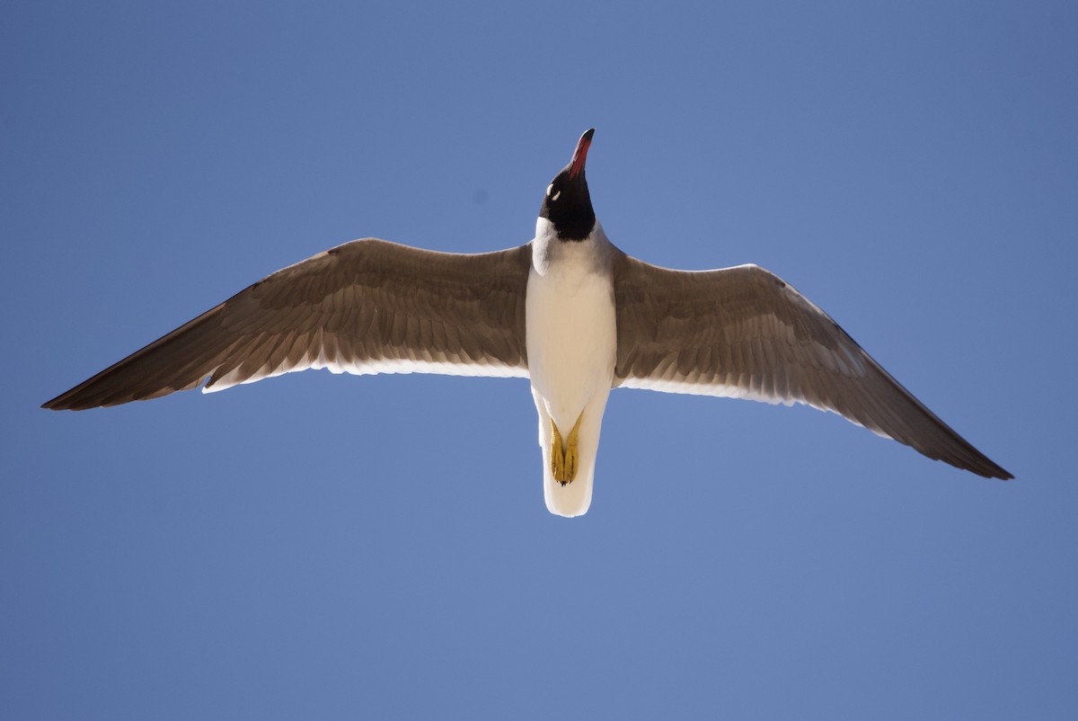 White-eyed Gull - ML617297710