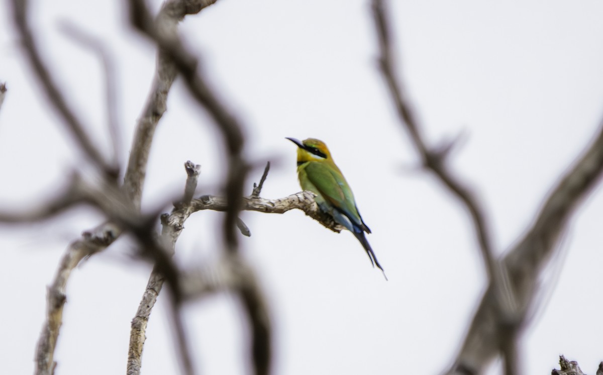 Rainbow Bee-eater - ML617297712