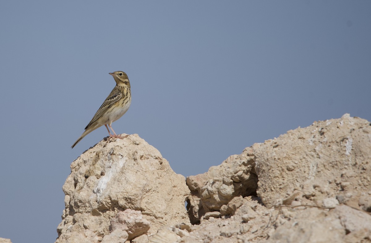 Tree Pipit - ML617297718