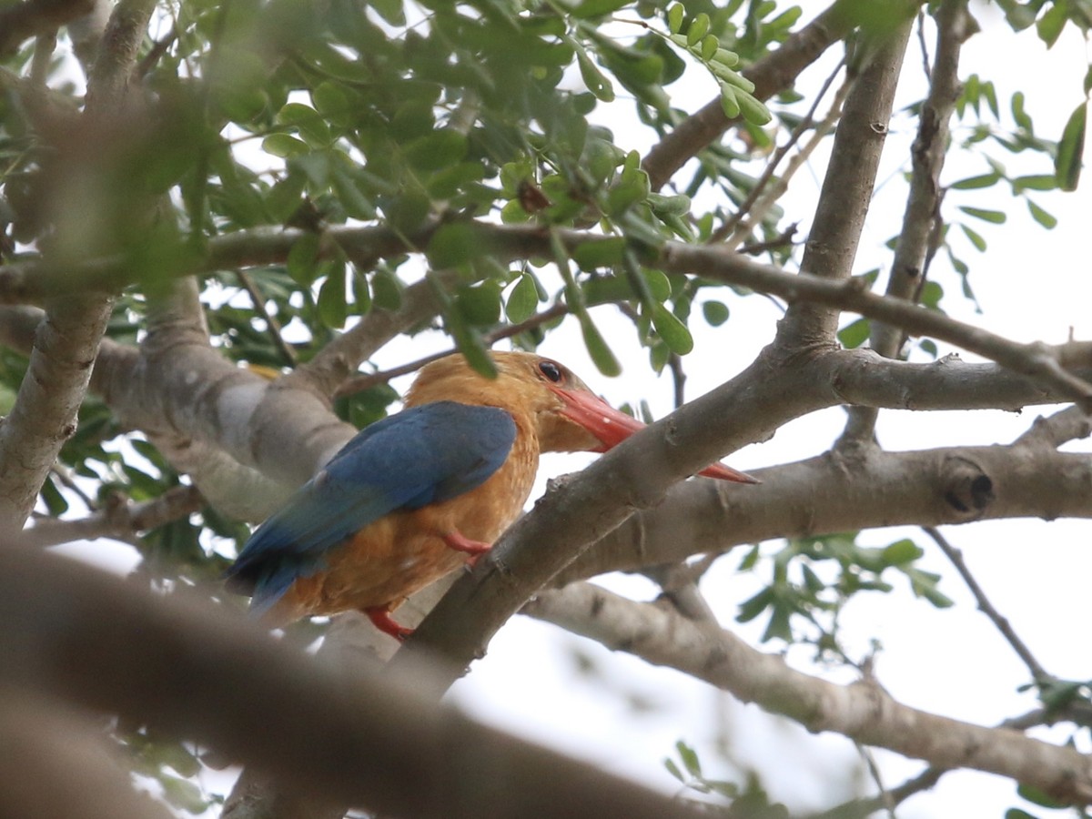 Stork-billed Kingfisher - ML617297751