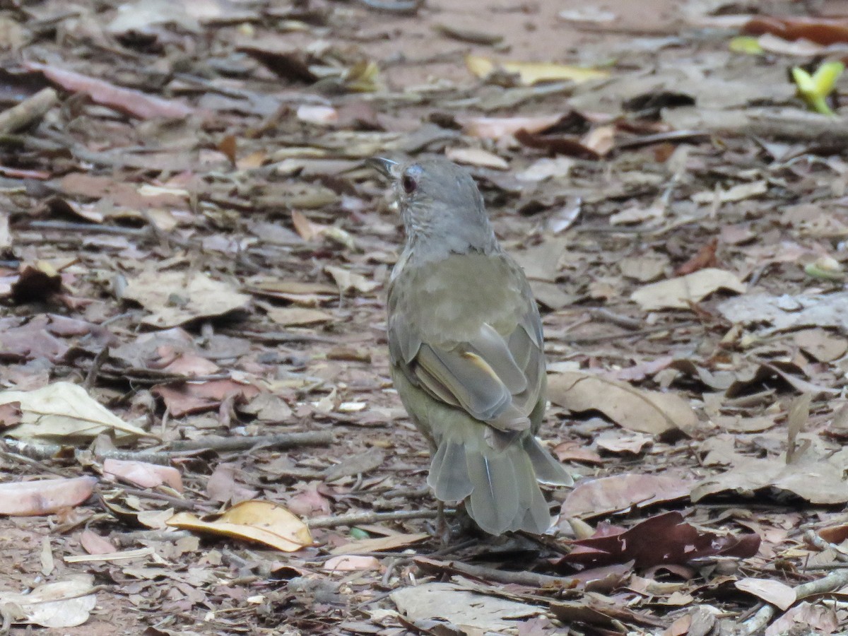 Pale-breasted Thrush - ML617297760