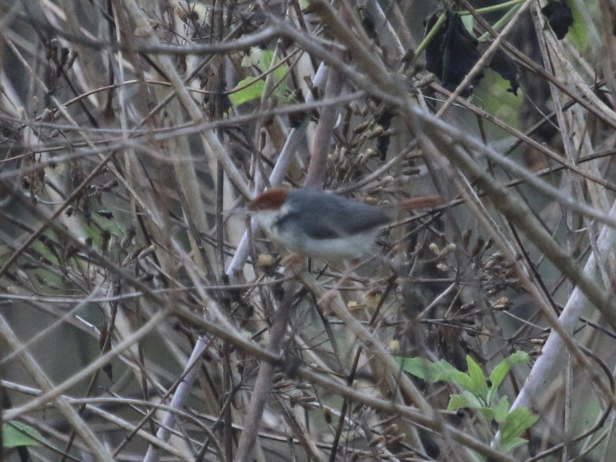 Rufous-tailed Tailorbird - ML617297790