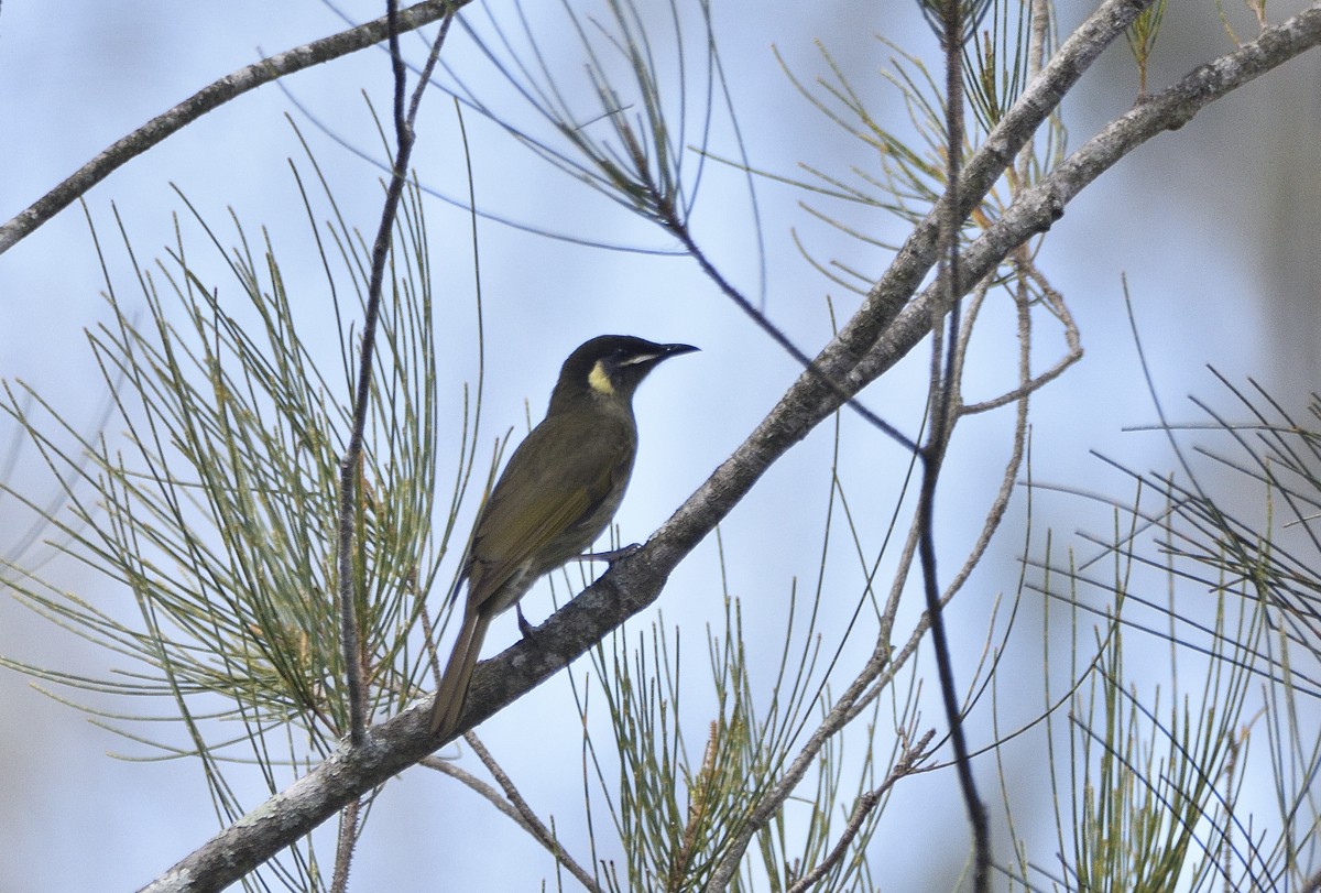 Lewin's Honeyeater - ML617297799