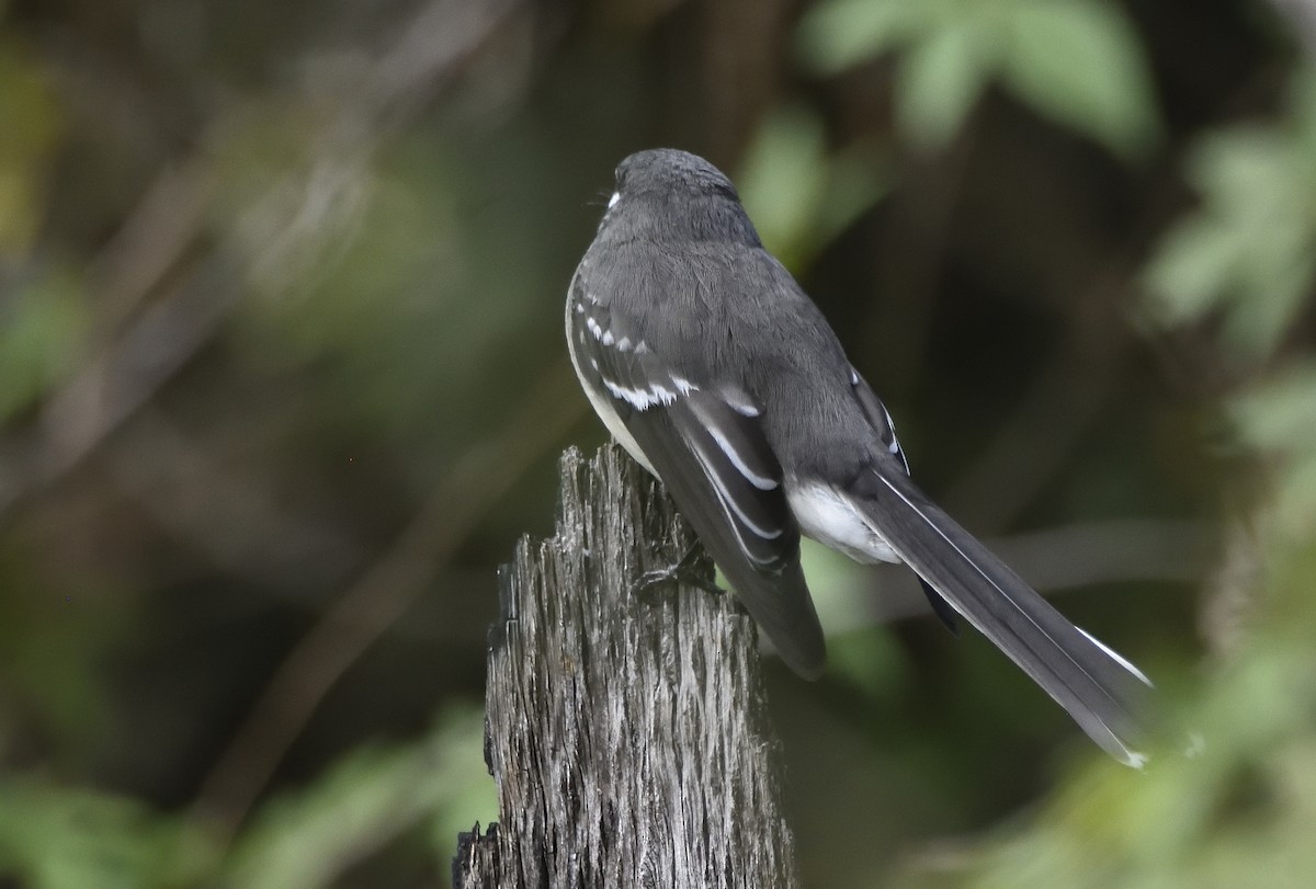 Gray Fantail (alisteri) - ML617297802