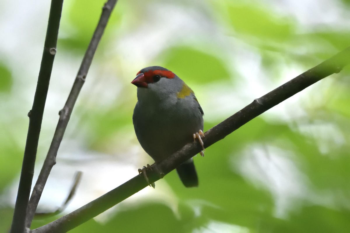 Red-browed Firetail - ML617297804