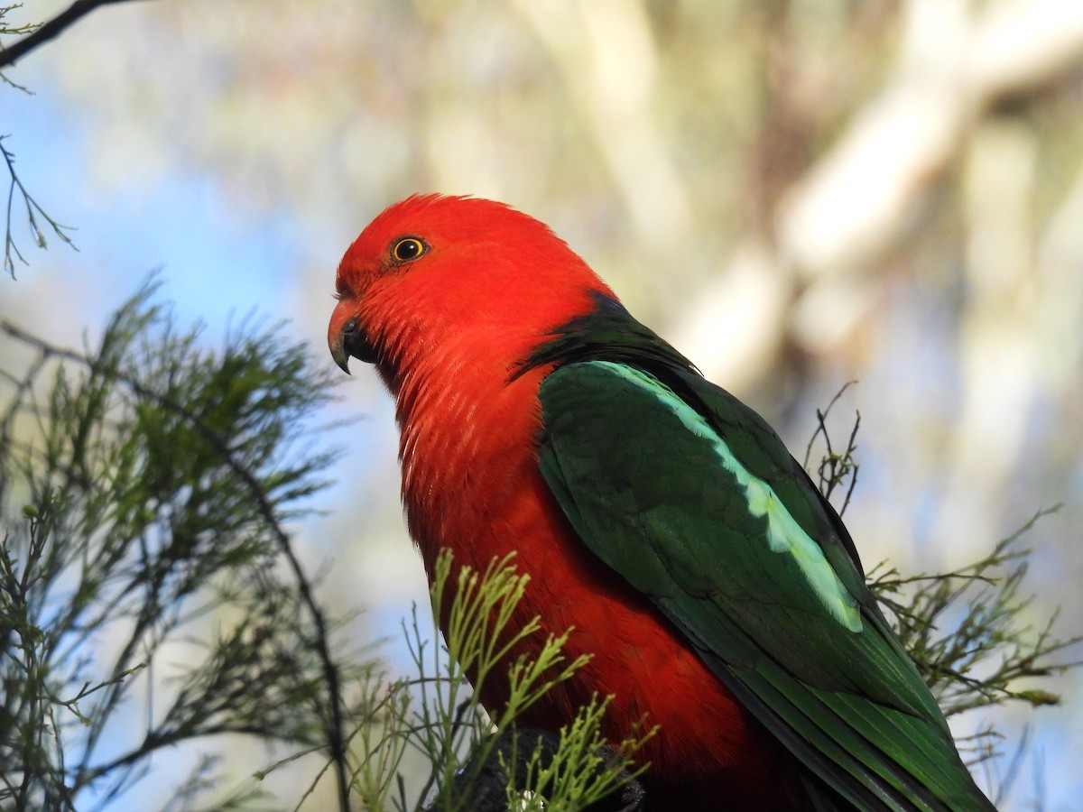 Avustralya Kral Papağanı - ML617297883