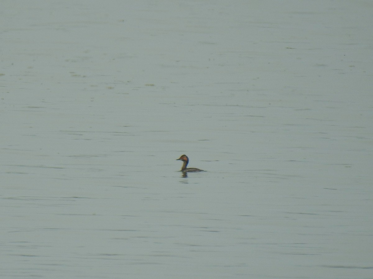 Eared Grebe - ML617297908