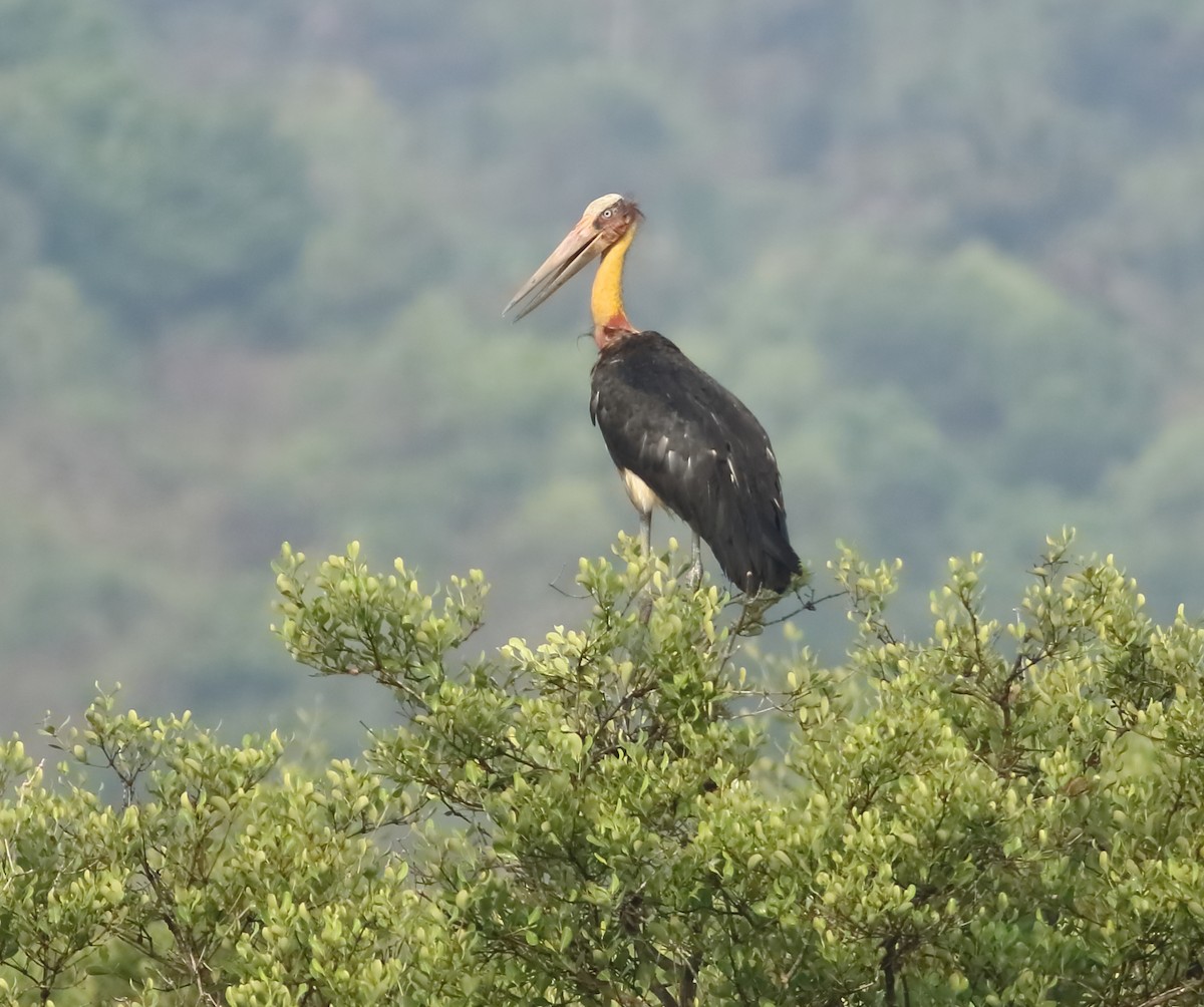 Lesser Adjutant - ML617297910