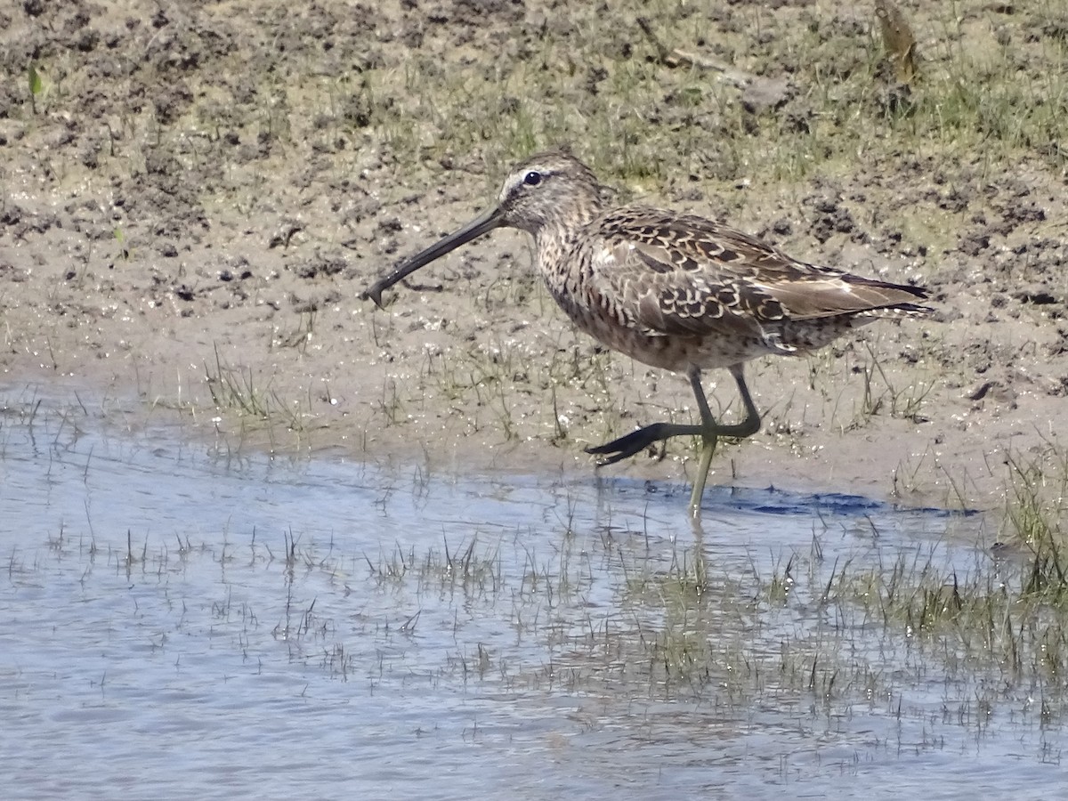 Long-billed Dowitcher - ML617297960