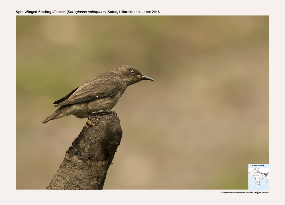 Spot-winged Starling - ML617297962