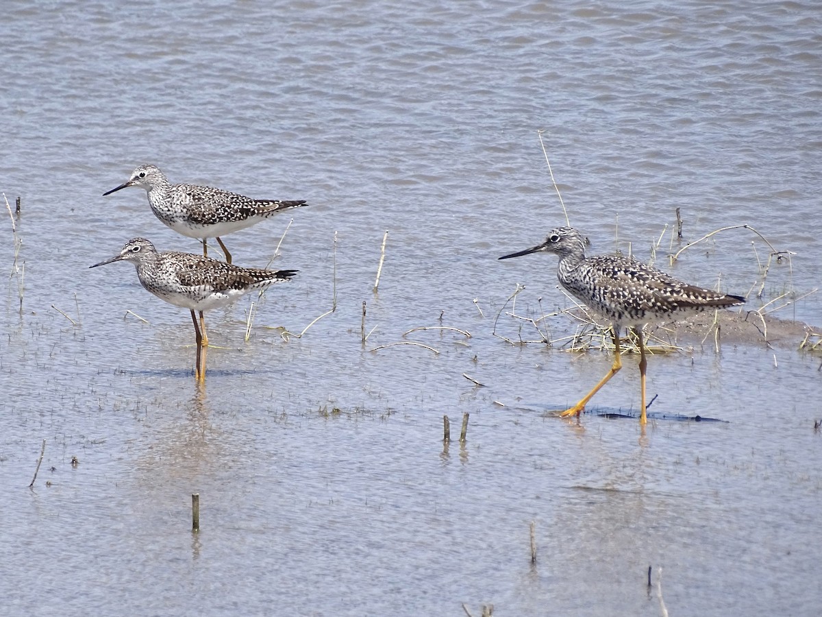 Greater Yellowlegs - ML617297963