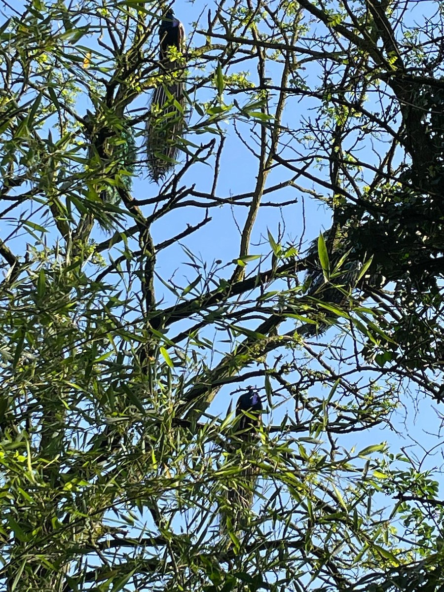 Indian Peafowl - ML617297993