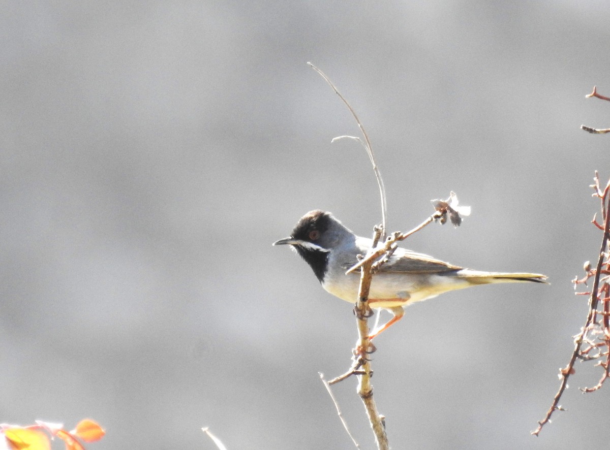 Rüppell's Warbler - ML617298067