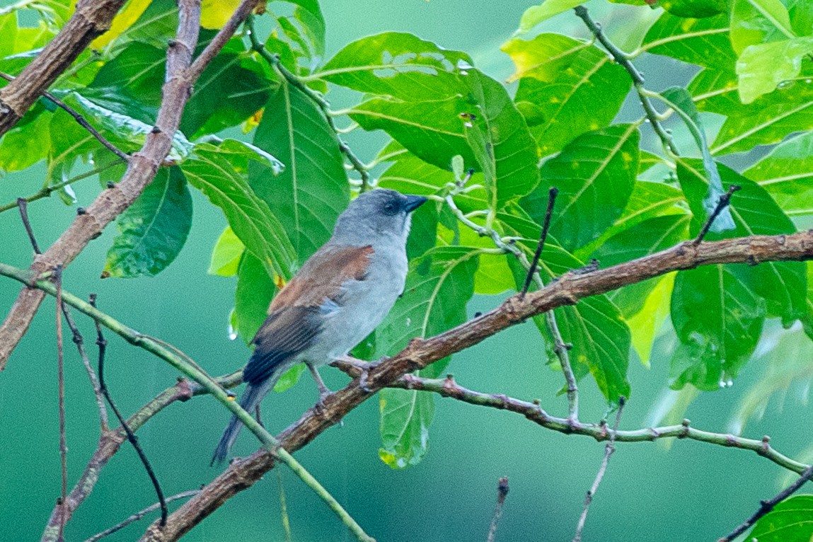 Northern Gray-headed Sparrow - Neil Hayward