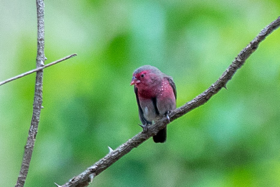 Bar-breasted Firefinch - ML617298081