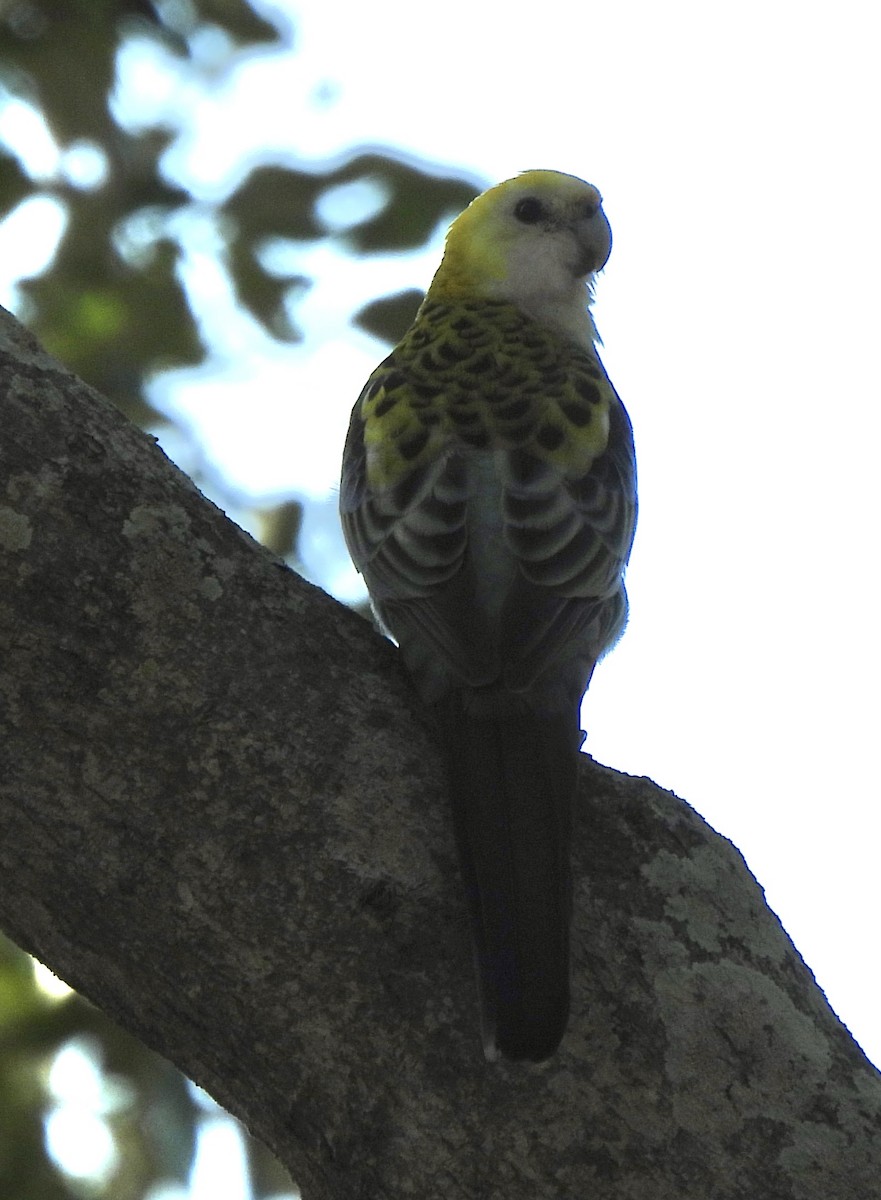 Pale-headed Rosella - Maylene McLeod