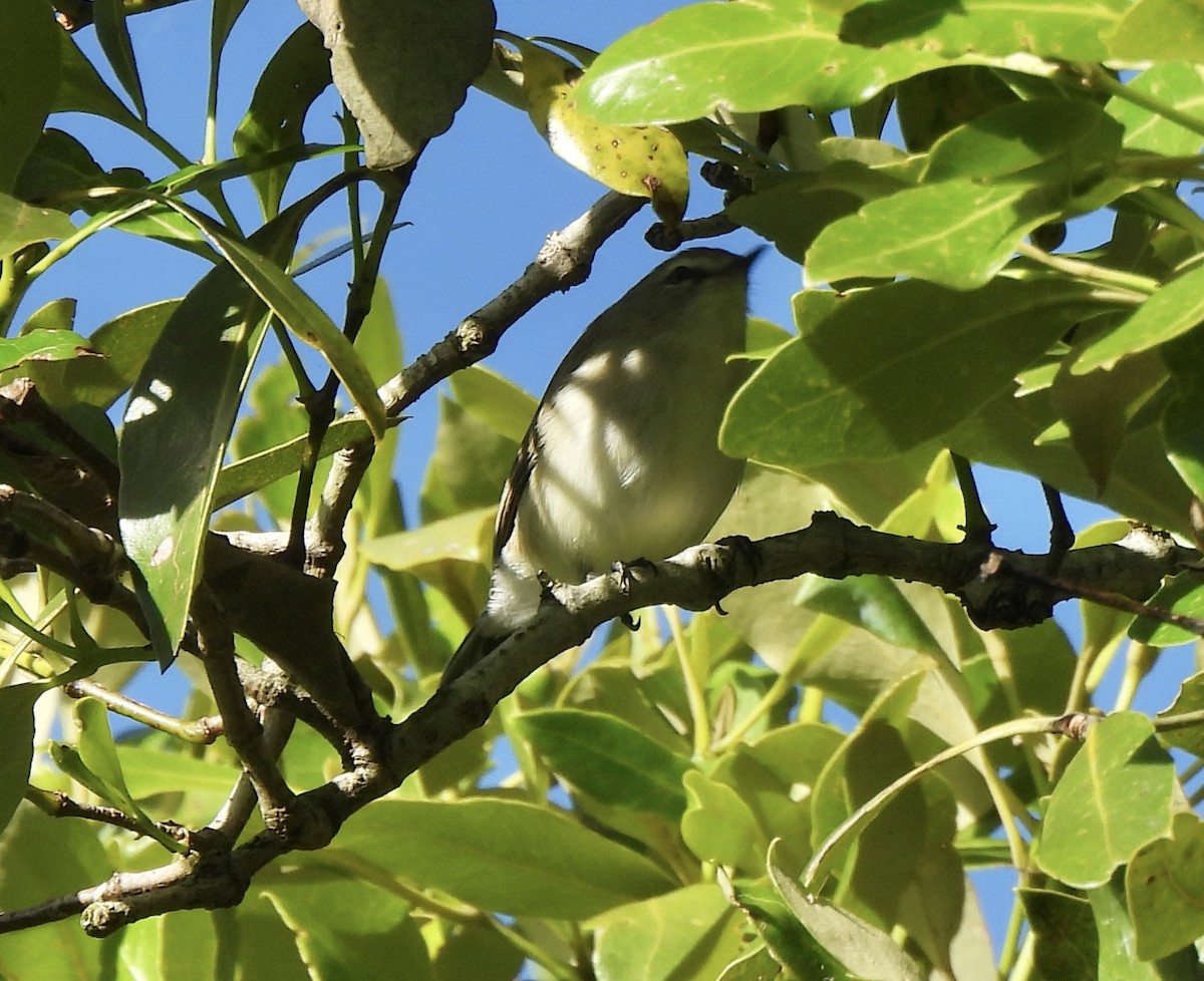 Mangrove Gerygone - Maylene McLeod