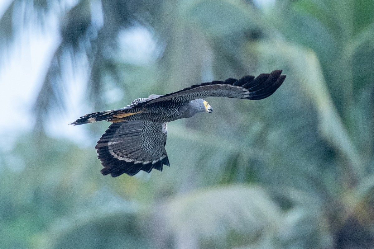 African Harrier-Hawk - Neil Hayward