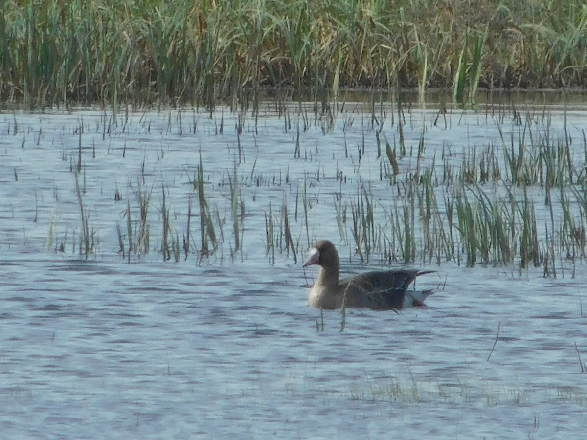 Greater White-fronted Goose - ML617298253