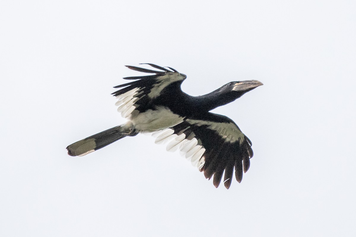 Piping Hornbill - Neil Hayward