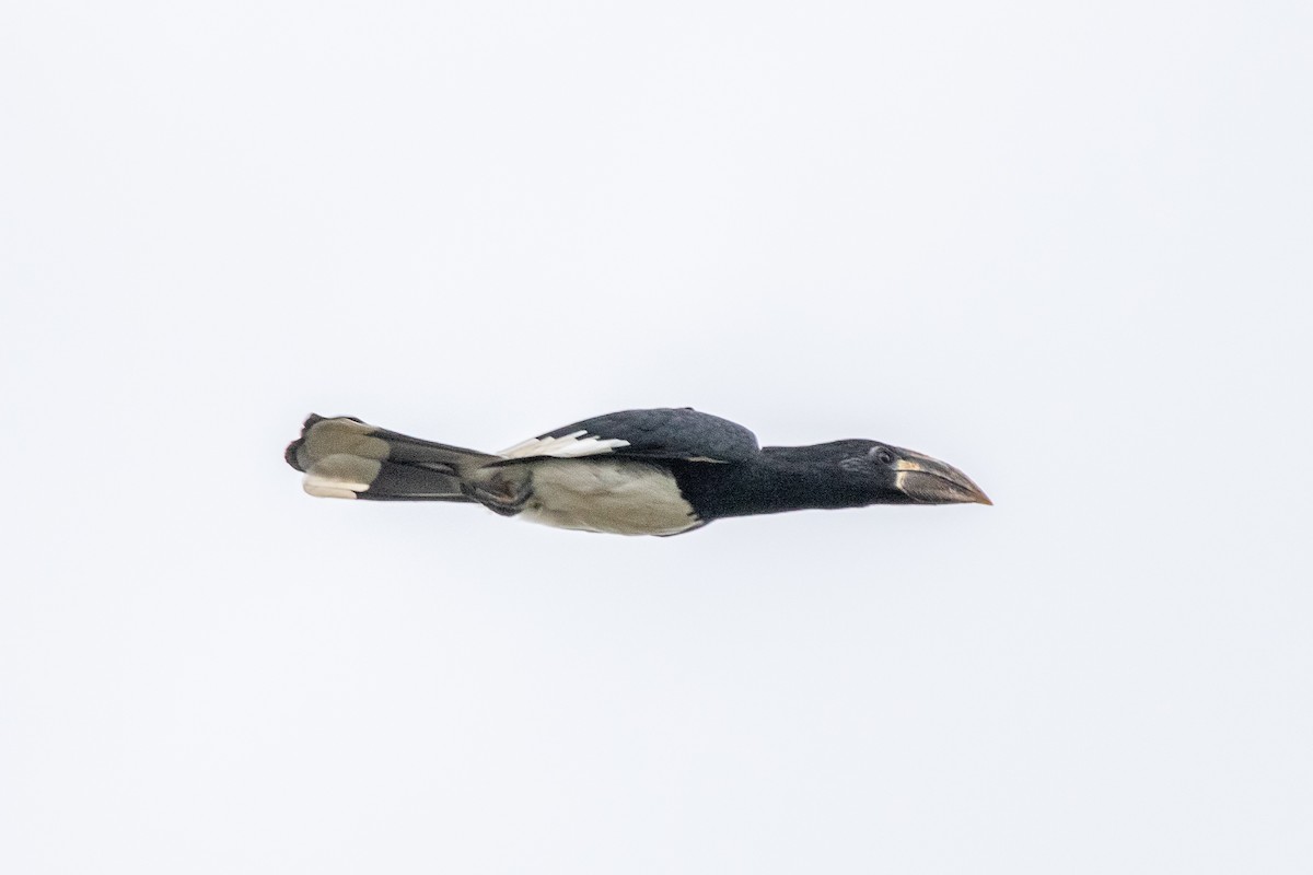 Piping Hornbill - ML617298261