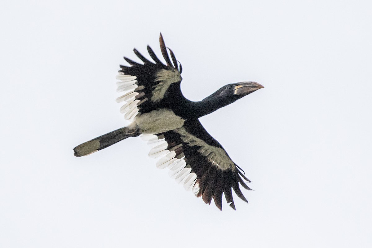 Piping Hornbill - ML617298262