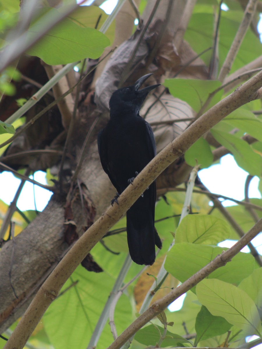 Large-billed Crow - Steffin Babu