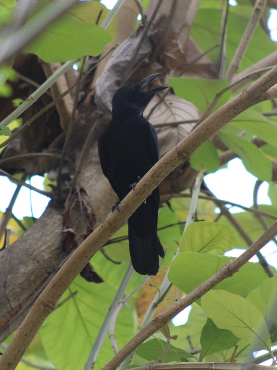 Corbeau à gros bec - ML617298309