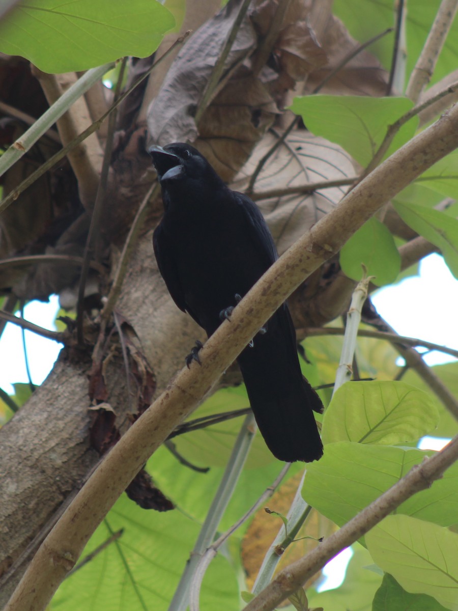 Corbeau à gros bec - ML617298310