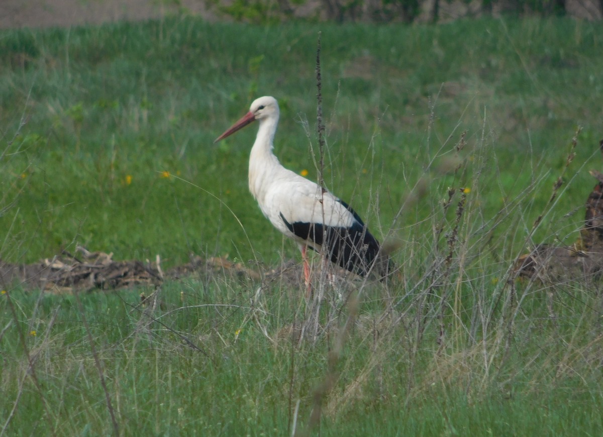 White Stork - ML617298314