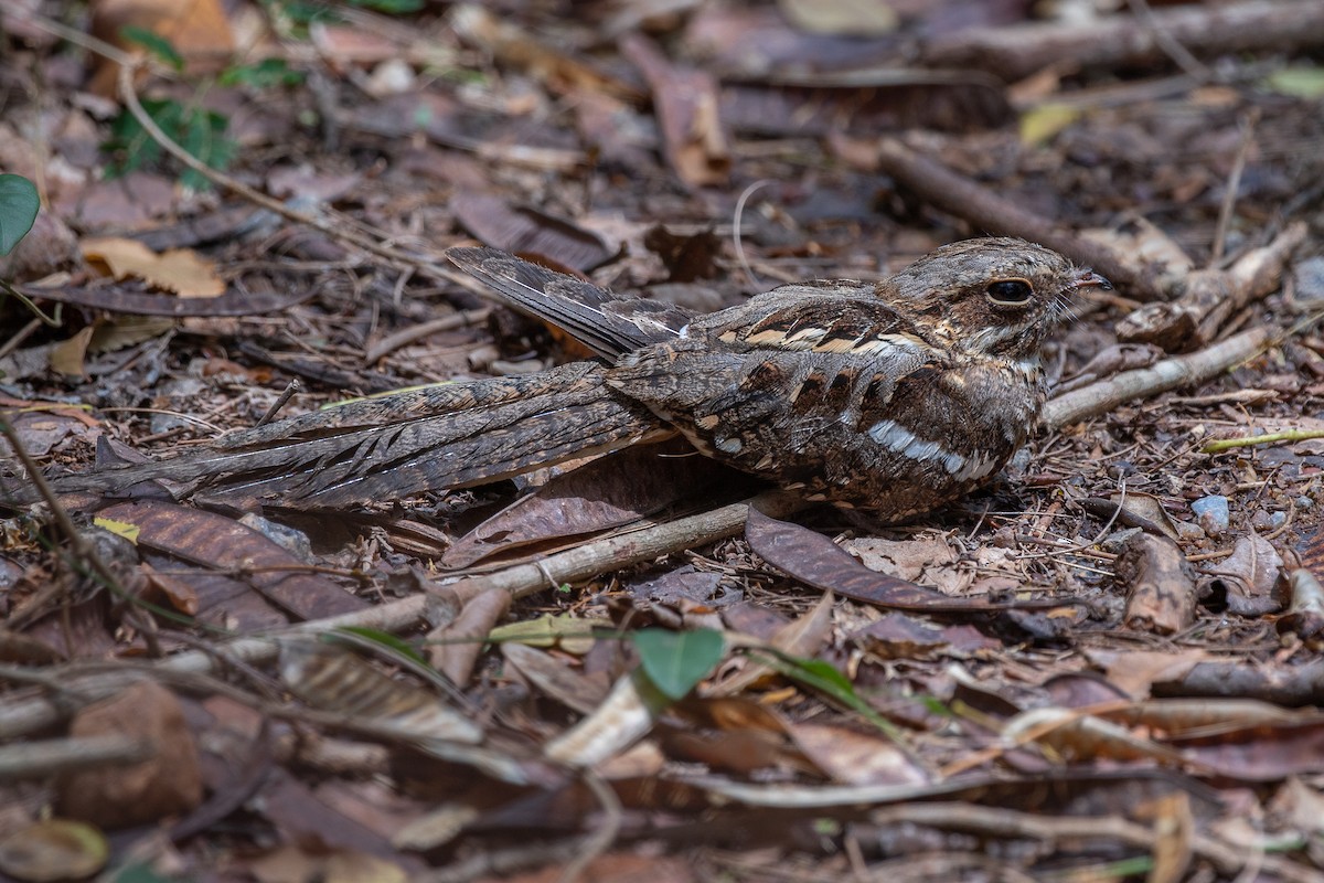 Long-tailed Nightjar - ML617298329