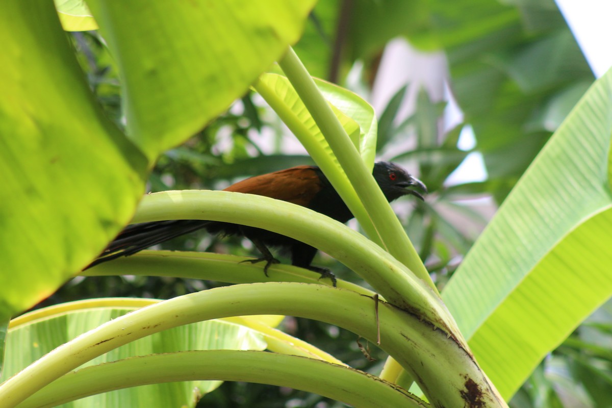 Greater Coucal - Steffin Babu