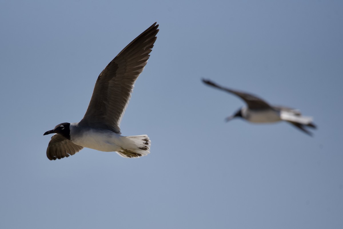 White-eyed Gull - Mansour Elkerdany