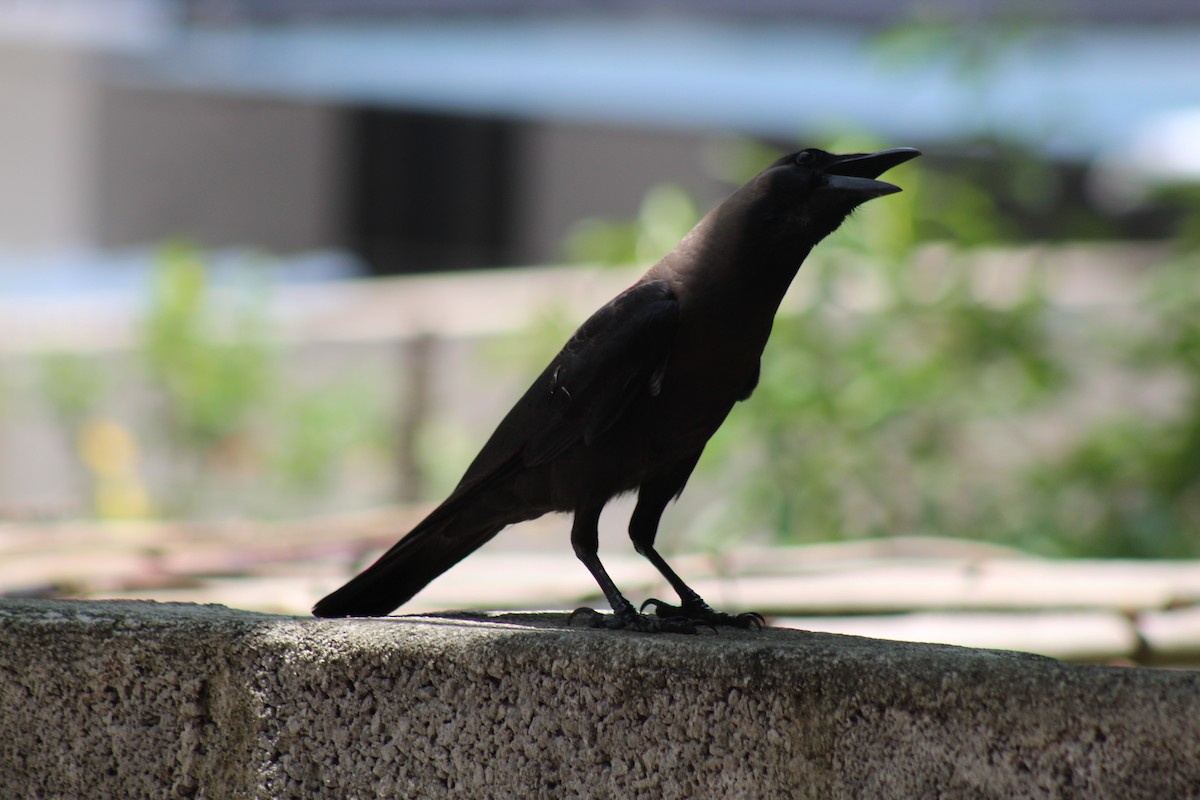 House Crow - ML617298401