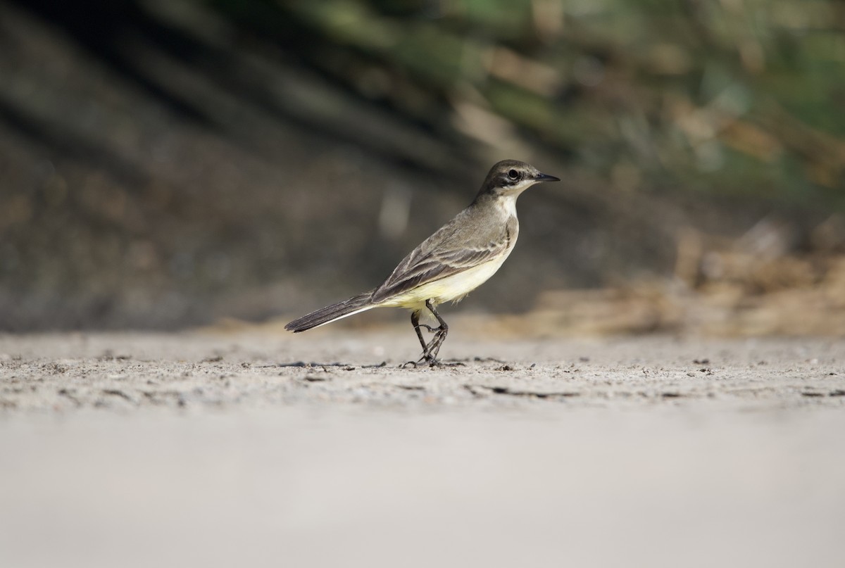 Western Yellow Wagtail (feldegg) - ML617298416