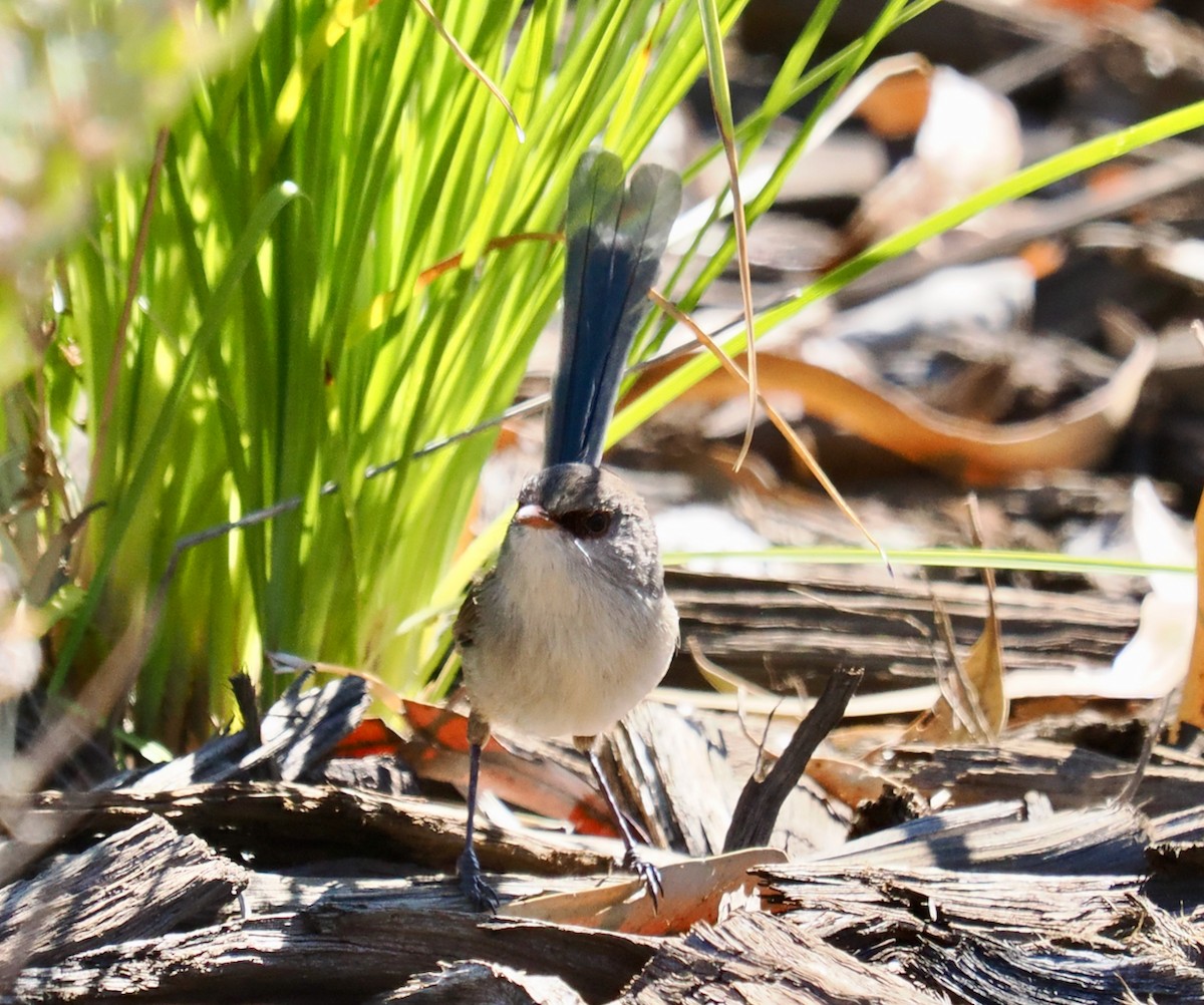 Purple-backed Fairywren - Ken Glasson