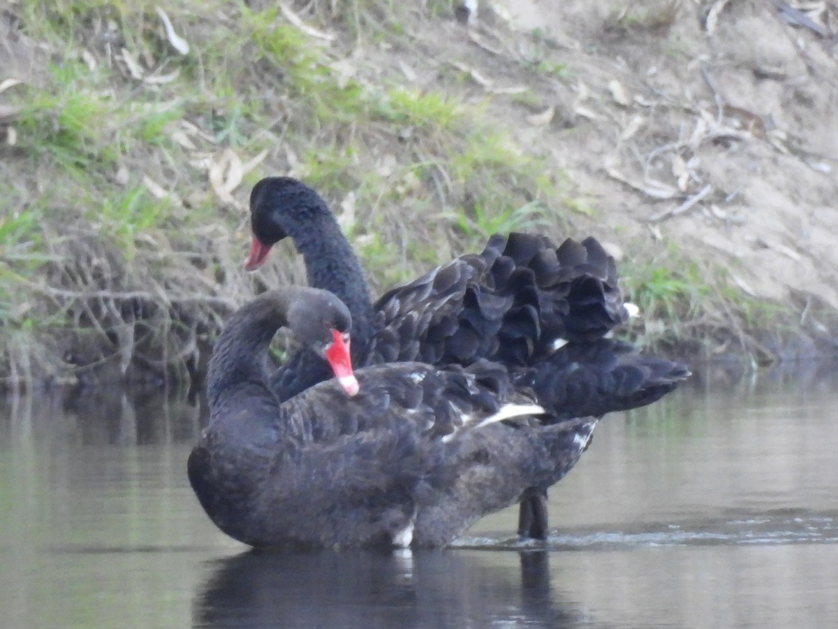 Black Swan - ML617298448