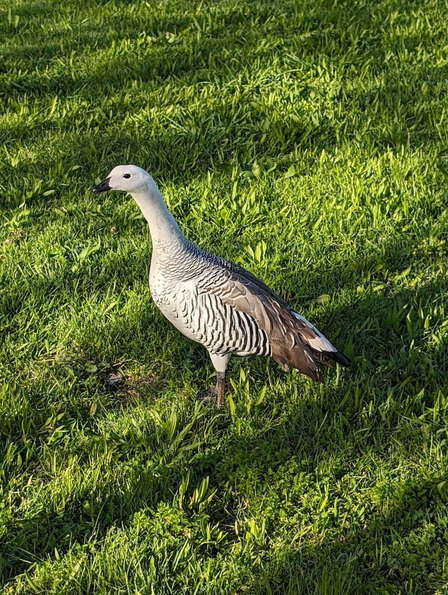 Upland Goose - ML617298461