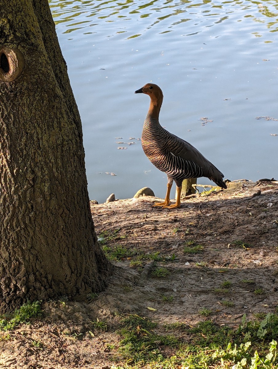 Upland Goose - ML617298464