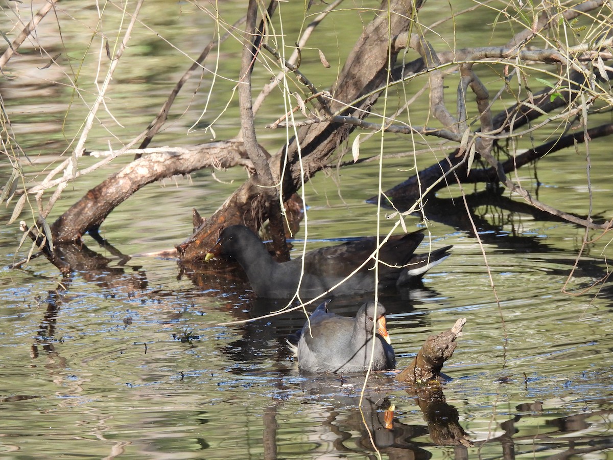 Dusky Moorhen - ML617298487